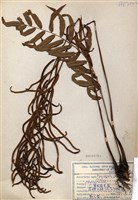 藏品(華東瘤足蕨)的圖片